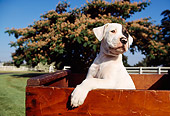 PUP 18 RK0004 15
American Bulldog Puppy Sitting In Wooden Box On Grass By Tree And Fence Blue Sky