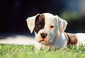 PUP 18 RK0007 02
Head Shot Of American Bulldog Puppy Laying On Grass