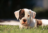PUP 18 RK0007 06
Head Shot Of American Bulldog Puppy Laying On Grass