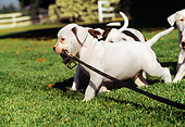 PUP 18 RK0009 03
A Group Of American Bulldog Puppies On Leashes Running On Grass