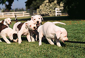 PUP 18 RK0009 05
A Group Of American Bulldog Puppies On Leashes Running On Grass