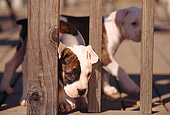 PUP 18 RK0013 02
American Bulldog Puppy Poking Head Through Wooden Fence Facing Camera