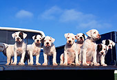 PUP 18 RK0014 56
American Bulldog Puppies Standing In Bed Of Pickup Truck