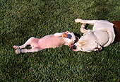 PUP 18 RK0018 01
Mom And Pup American Bulldogs Playing Together On Grass Looking Down