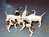 PUP 18 RK0019 02
A Group Of American Bulldog Puppies Standing In Circle Eating