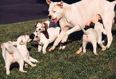 PUP 18 RK0020 04
American Bulldog Mother Scolding Pups On Grass