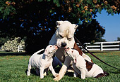 PUP 18 RK0021 05
American Bulldog Mom And Puppies Playing On Grass