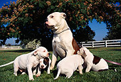 PUP 18 RK0021 07
American Bulldog Mom And Puppies Playing On Grass
