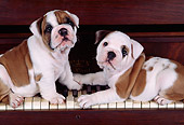 PUP 18 RK0023 01
English Bulldog Puppies Standing On Piano Keys