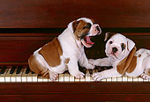 PUP 18 RK0023 02
English Bulldog Puppies Standing On Piano Keys