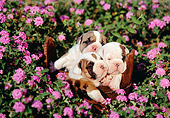 PUP 18 RK0041 01
3 English Bulldog Puppies Sitting Together In Wooden Bucket Surrounded By Purple Flowers