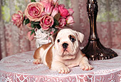 PUP 18 RK0048 07
English Bulldog Puppy Laying On Top Of Lacy Table With Flowers And Lamp Facing Camera