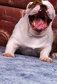 PUP 18 RK0065 01
English Bulldog Puppy Laying On Carpet Yawning