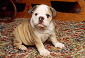 PUP 18 RK0067 06
English Bulldog Puppy Sitting On Oriental Rug