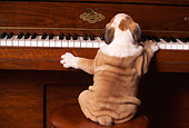 PUP 18 RK0075 01
Humorous Shot Of English Bulldog Puppy Sitting On Chair Playing Piano