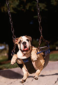 PUP 18 RK0096 01
Humorous Shot Of English Bulldog Killer Sitting In Baby Swing At Park Trees Background