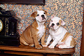 PUP 18 RK0106 14
Two English Bulldog Puppies Sitting On Mantle By Clock