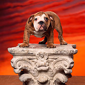 PUP 18 RK0110 07
Bulldog Puppy Standing On Cement Pillar Sunset Background