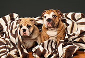 PUP 18 RK0120 01
Two English Bulldogs Sitting With Zebra Print Blanket