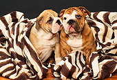 PUP 18 RK0120 04
Two English Bulldogs Sitting With Zebra Print Blanket
