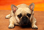 PUP 18 RK0122 01
Close Up Head Shot Of French Bulldog Puppy Laying And Facing Camera Sunset Background