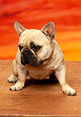 PUP 18 RK0124 03
French Bulldog Puppy Standing On Wooden Floor Sunset Background