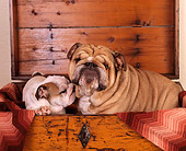 PUP 18 RK0125 01
Mom And Puppy Bulldog Sitting In Dresser Drawer With Blanket