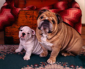PUP 18 RK0126 02
Mom And Puppy Bulldog Sitting Together On Green Oriental Rug