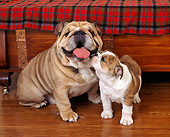 PUP 18 RK0128 03
English Bulldog Mother Sitting By Puppy On Wooden Floor By Furniture