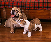 PUP 18 RK0128 05
English Bulldog Mother Sitting By Puppy On Wooden Floor By Furniture