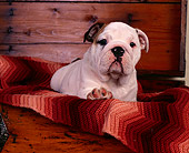 PUP 18 RK0133 04
Head Shot Of Bulldog Puppy Sitting In Dresser Drawer With Blanket Facing Camera