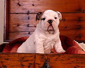 PUP 18 RK0133 06
Head Shot Of Bulldog Puppy Sitting In Dresser Drawer With Blanket Facing Camera