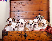 PUP 18 RK0135 10
Six English Bulldog Puppies Sitting In Chest