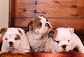 PUP 18 RK0137 02
Group Of English Bulldog Puppies Sitting In Wooden Chest