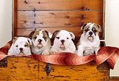 PUP 18 RK0137 14
Group Of English Bulldog Puppies Sitting In Wooden Chest