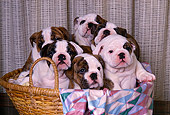 PUP 18 RK0138 34
A Group Of Bulldog Puppies Sitting In Basket