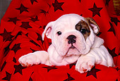 PUP 18 RK0139 06
Head Shot Of Bulldog Puppy In Red And Black Star Blanket