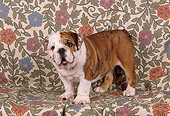 PUP 18 RK0141 03
Bulldog Standing On Floral Print Background