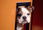 PUP 18 RK0188 10
Head Shot Of English Bulldog Peeking Out Of Orange Box