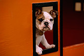 PUP 18 RK0189 02
English Bulldog Peeking Out Of Orange Box