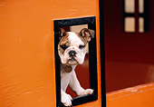 PUP 18 RK0189 03
English Bulldog Peeking Out Of Orange Box