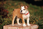 PUP 18 RK0196 01
English Bulldog Standing On Brick Pedestal By Shrubs