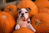 PUP 18 RK0205 05
Head Shot Of English Bulldog Sitting With Pumpkins Facing Camera
