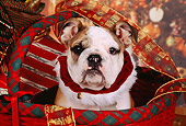 PUP 18 RK0207 01
Head Shot Of English Bulldog In Christmas Basket With Decorations