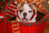 PUP 18 RK0207 06
Head Shot Of English Bulldog In Christmas Basket With Decorations