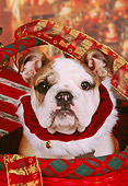 PUP 18 RK0207 08
Head Shot Of English Bulldog In Christmas Basket With Decorations