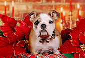 PUP 18 RK0209 01
Head Shot Of English Bulldog In Christmas Basket With Poinsettias