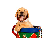 PUP 18 RK0210 01
Head Shot Of Yellow Labrador Retriever Puppy In Christmas Drum Studio