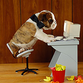 PUP 18 RS0002 01
Bulldog Puppy Wearing Bow Tie Sitting On Chair By Computer