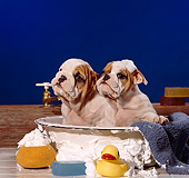 PUP 18 RS0003 01
Two Bulldog Puppies In Bathtub